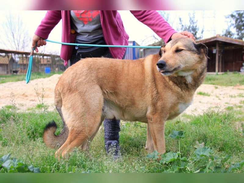 Kaleb, Mix Labrador / Rafeiro Alentejano, lieb und sozial