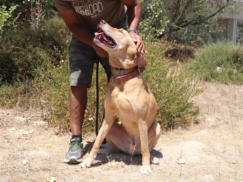 Ted, Mix Labrador-Mix, lieb und verträglich