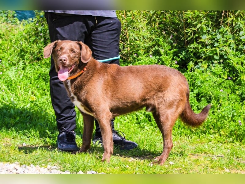 Gaspar, Labrador-Mix, lieb und verträglich
