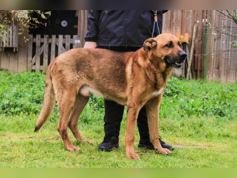 Ruca  - Mix Labrador / Schäferhund, lieb und verträglich