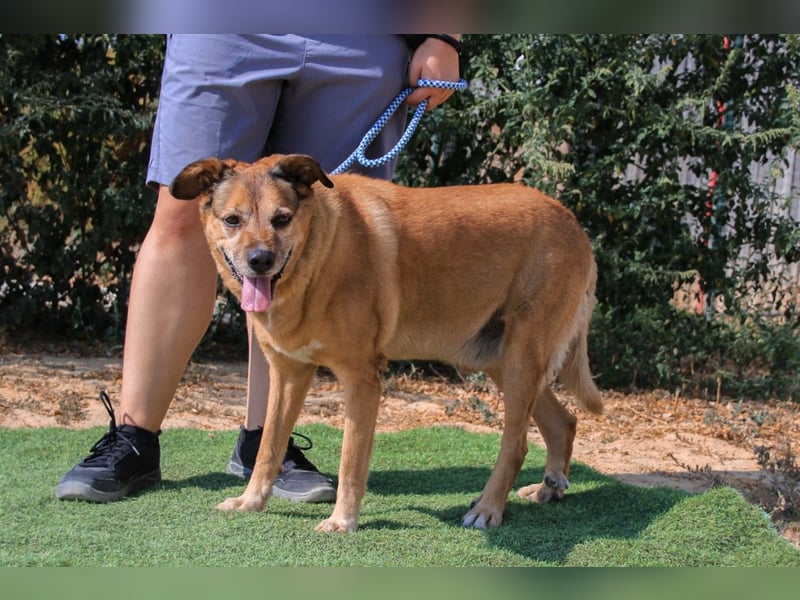 Rogerio, Labrador-Mix, lieb und verträglich