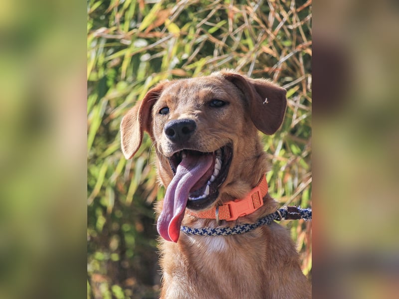 Badou, Mix Labrador / Schäferhund, lieb und sozial