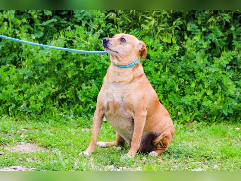 Dinis, Labrador-Mix, lieb und verträglich