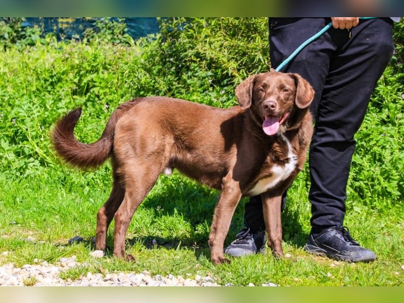 Gaspar, Labrador-Mix, lieb und verträglich