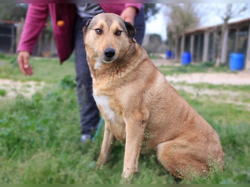 Kaleb, Mix Labrador / Rafeiro Alentejano, lieb und sozial