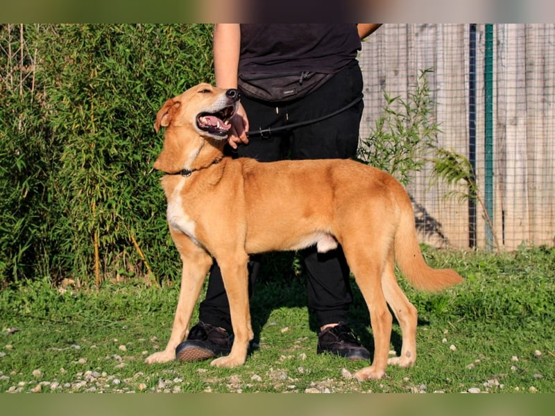 Mr John, Mix Labrador / Rafeiro Alentejano, lieb und verträglich