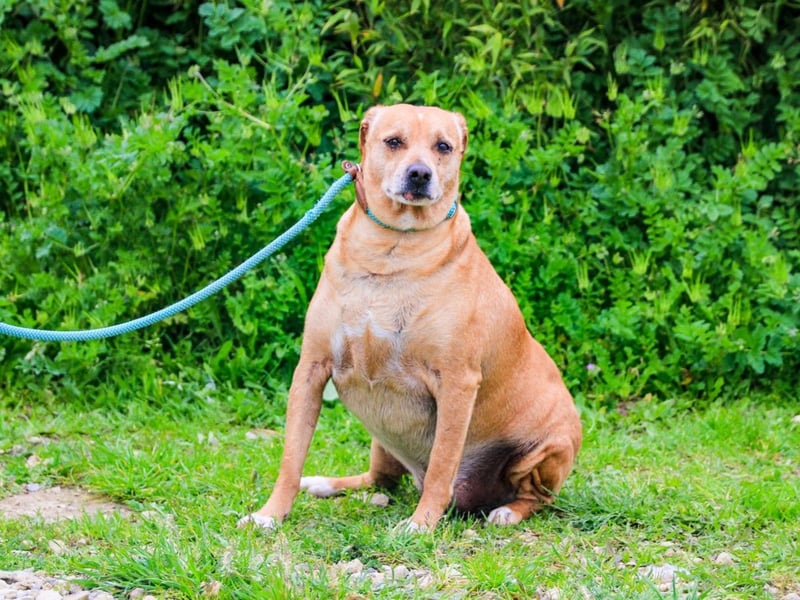 Dinis, Labrador-Mix, lieb und verträglich