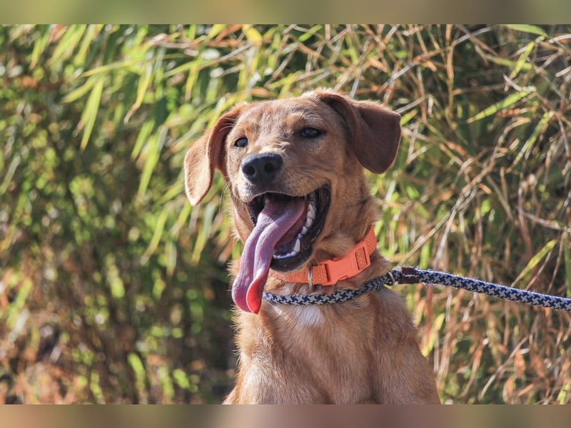 Badou, Mix Labrador / Schäferhund, lieb und sozial