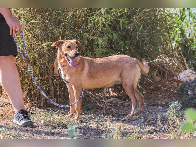 Badou, Mix Labrador / Schäferhund, lieb und sozial