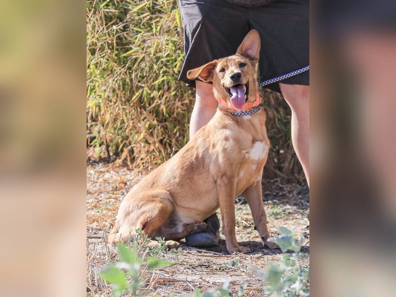 Badou, Mix Labrador / Schäferhund, lieb und sozial