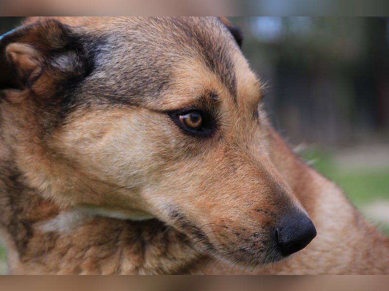 Kaleb, Mix Labrador / Rafeiro Alentejano, lieb und sozial