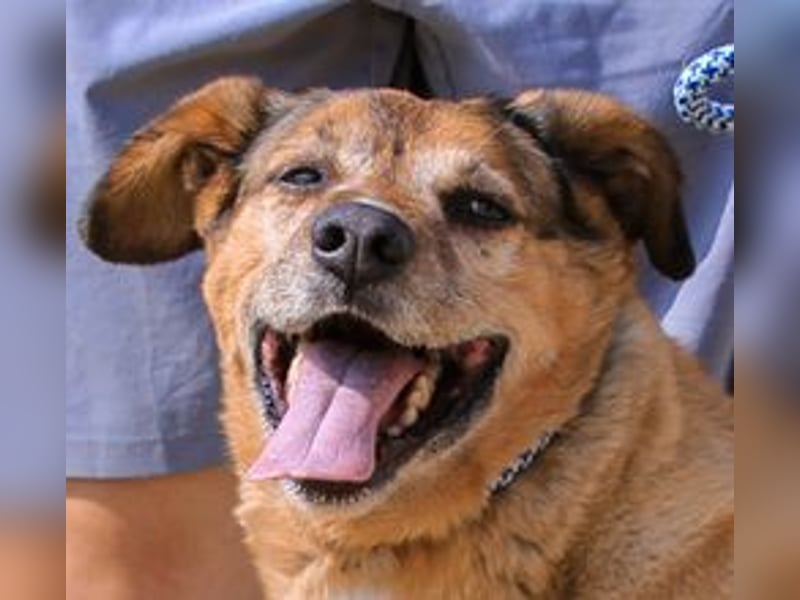 Rogerio, Labrador-Mix, lieb und verträglich