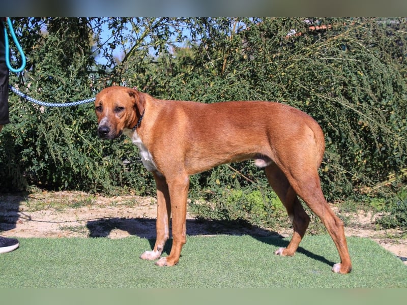 Arthur, Mix Labrador / Podengo