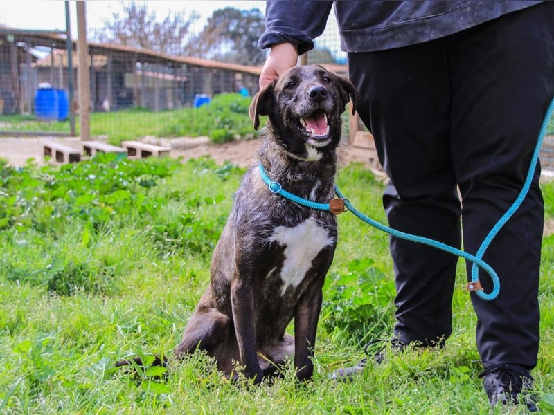 Jazz  - Labrador-Mix, lieb und verträglich