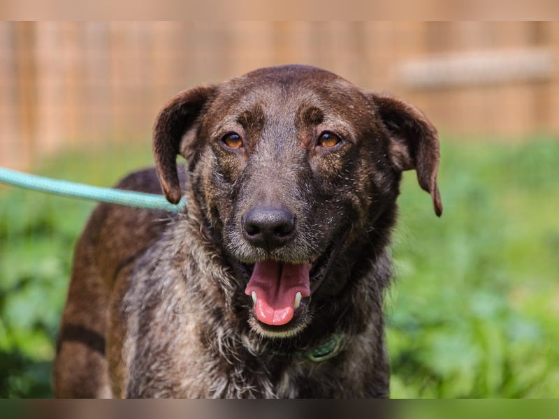Jazz  - Labrador-Mix, lieb und verträglich