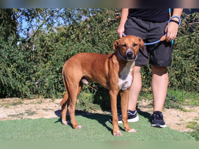 Arthur, Mix Labrador / Podengo