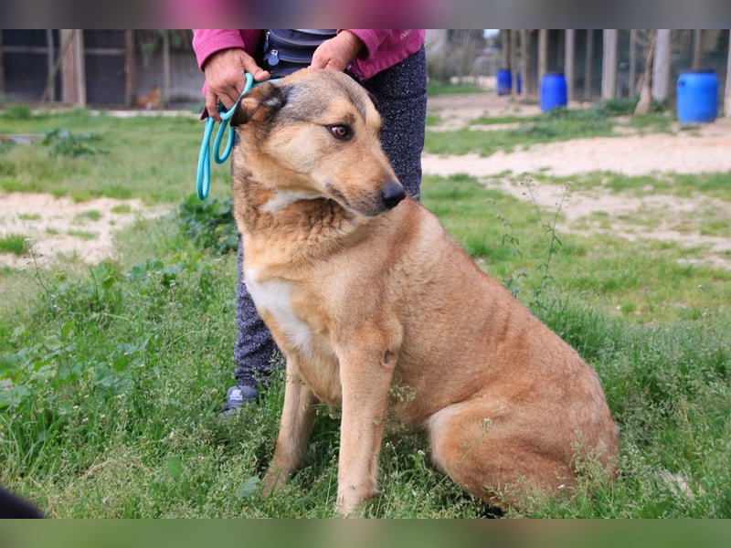 Kaleb, Mix Labrador / Rafeiro Alentejano, lieb und sozial
