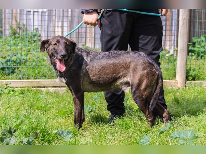 Jazz  - Labrador-Mix, lieb und verträglich