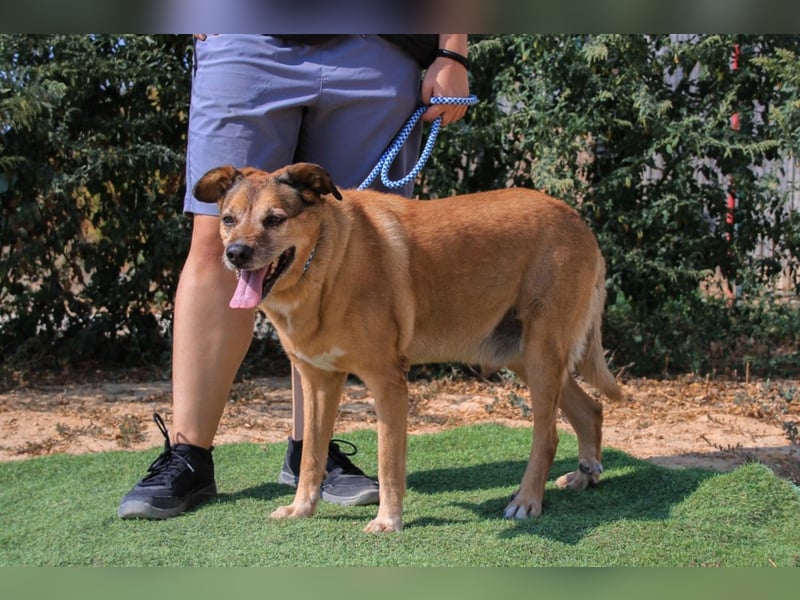 Rogerio, Labrador-Mix, lieb und verträglich