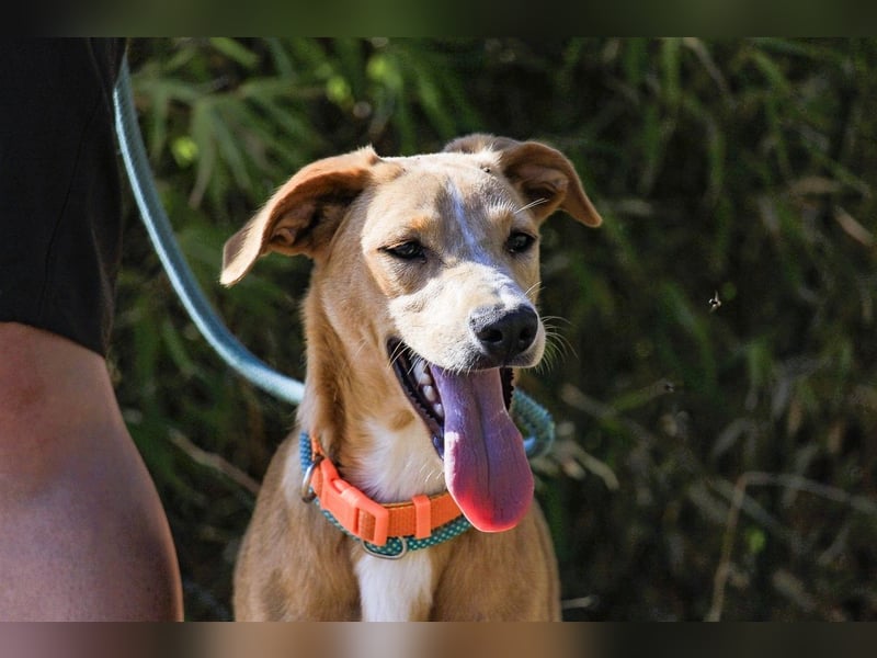 Bonyo, Mix Labrador / Podengo, lieb und sozial