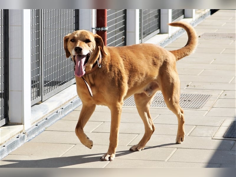 Ted, Mix Labrador-Mix, lieb und verträglich