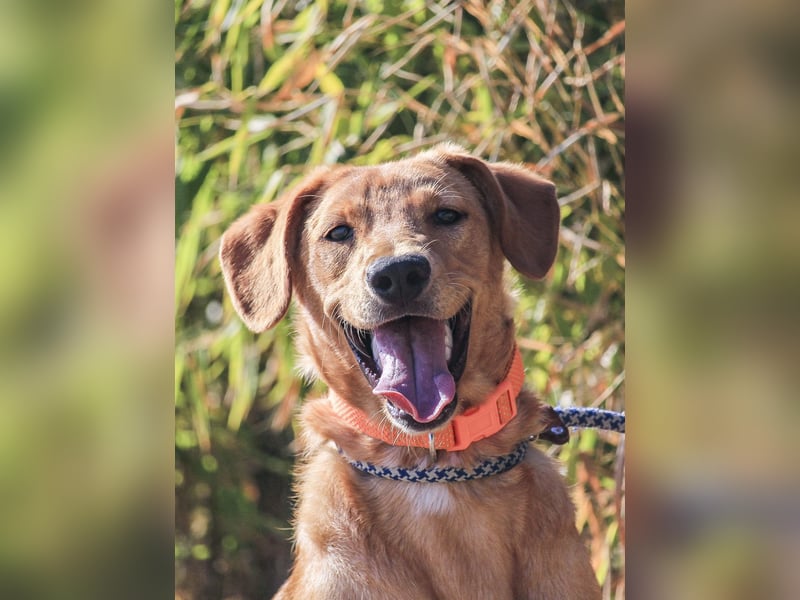 Badou, Mix Labrador / Schäferhund, lieb und sozial