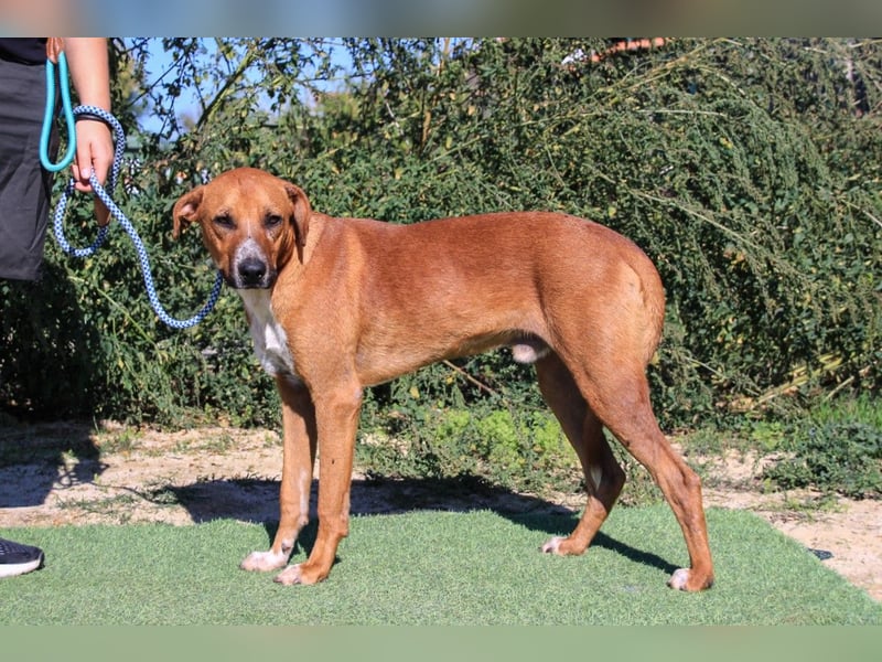Arthur, Mix Labrador / Podengo