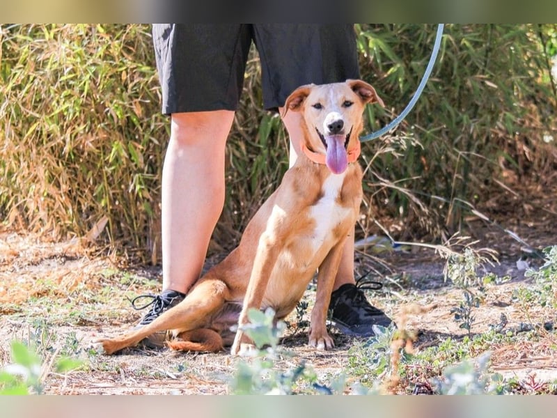 Bonyo, Mix Labrador / Podengo, lieb und sozial
