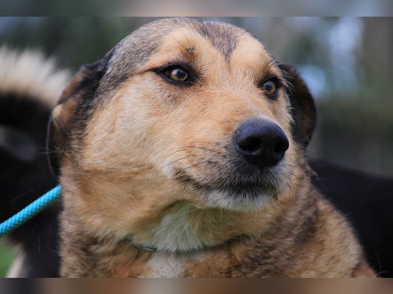 Kaleb, Mix Labrador / Rafeiro Alentejano, lieb und sozial