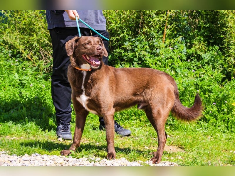 Gaspar, Labrador-Mix, lieb und verträglich