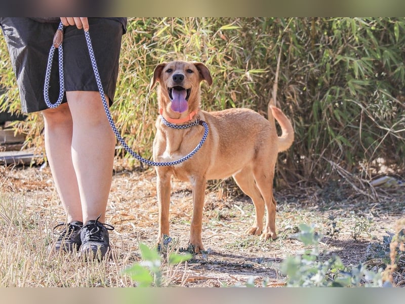 Badou, Mix Labrador / Schäferhund, lieb und sozial