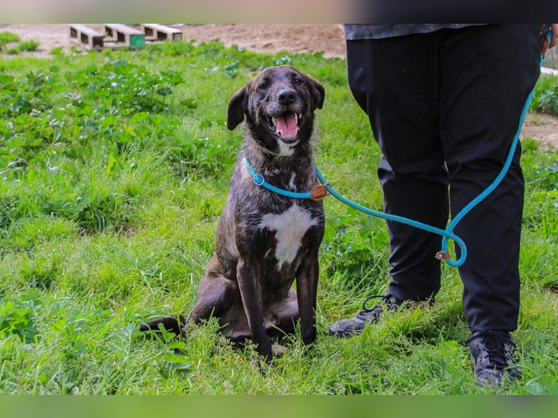 Jazz  - Labrador-Mix, lieb und verträglich