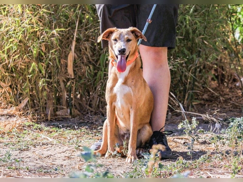 Bonyo, Mix Labrador / Podengo, lieb und sozial