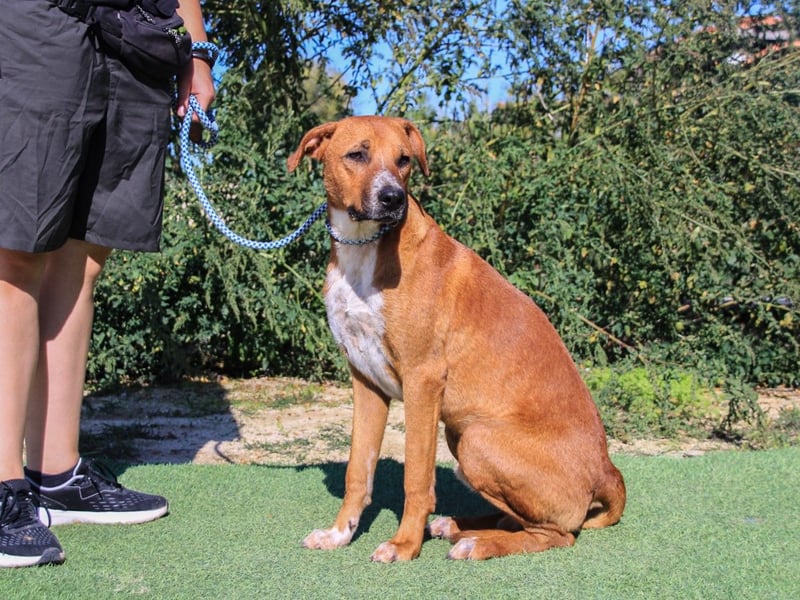 Arthur, Mix Labrador / Podengo