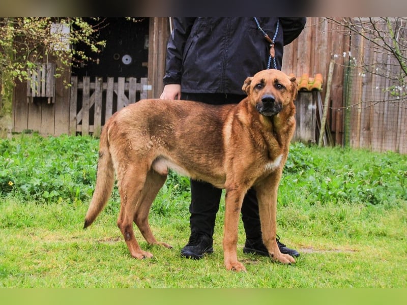 Ruca  - Mix Labrador / Schäferhund, lieb und verträglich