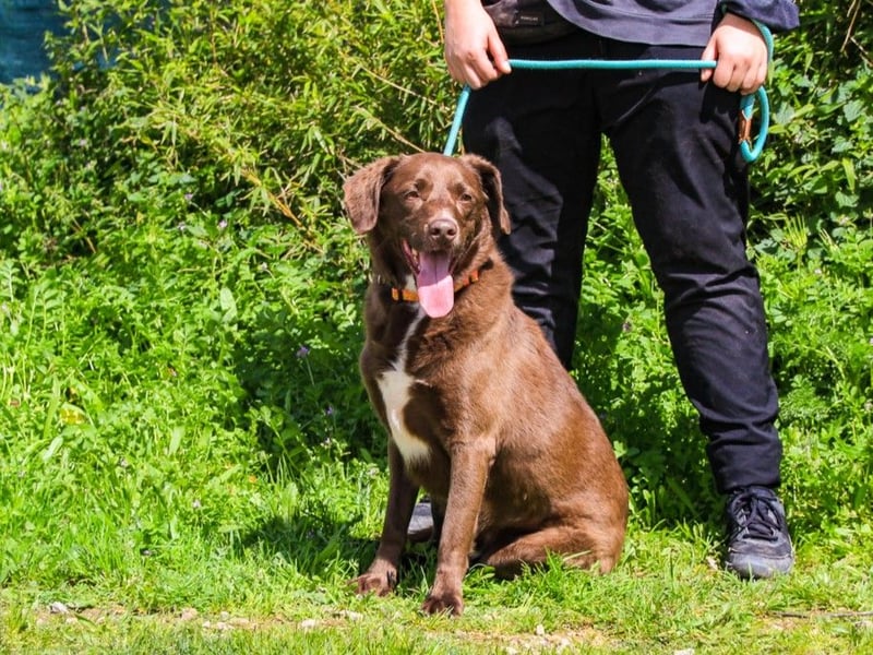 Gaspar, Labrador-Mix, lieb und verträglich