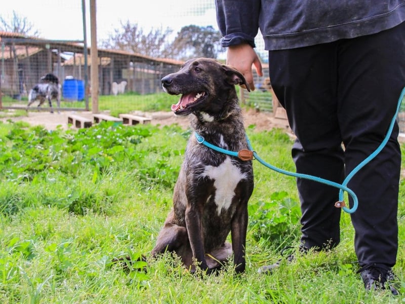 Jazz  - Labrador-Mix, lieb und verträglich