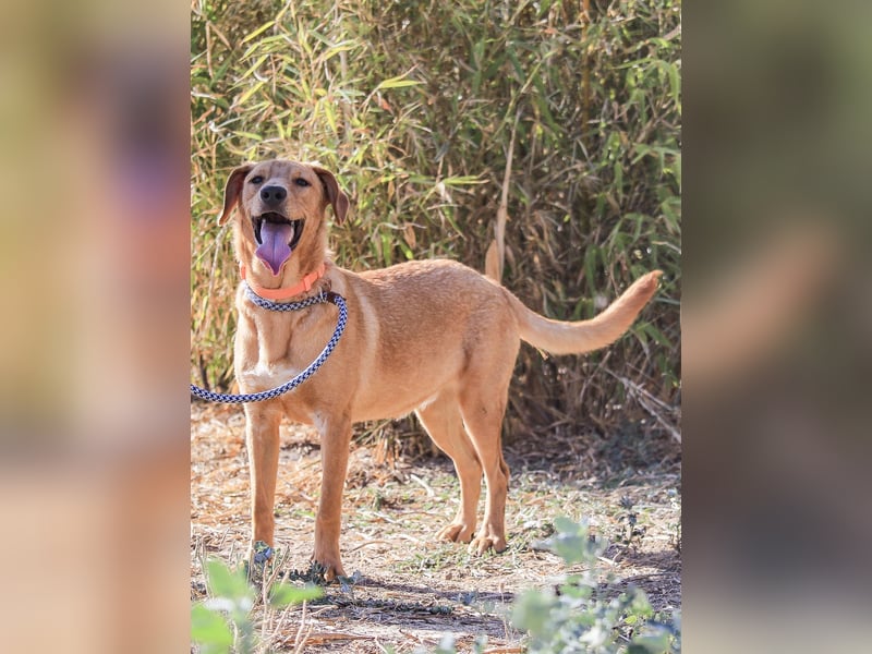 Badou, Mix Labrador / Schäferhund, lieb und sozial