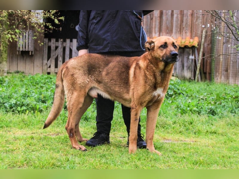 Ruca  - Mix Labrador / Schäferhund, lieb und verträglich