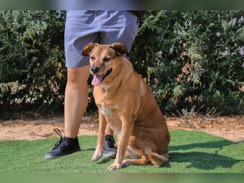 Rogerio, Labrador-Mix, lieb und verträglich