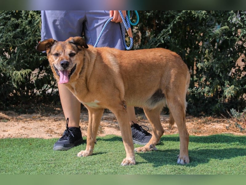 Rogerio, Labrador-Mix, lieb und verträglich