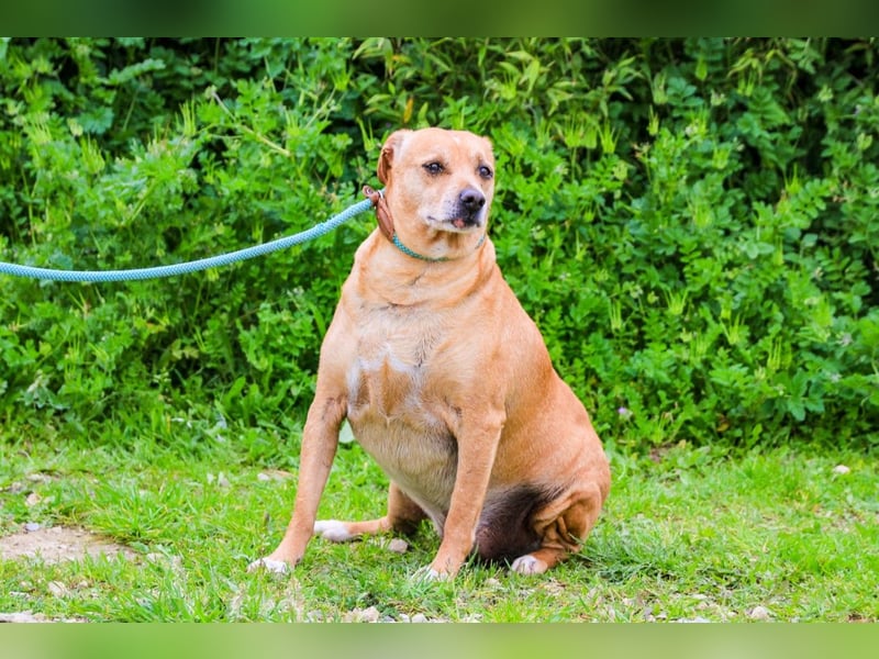 Dinis, Labrador-Mix, lieb und verträglich