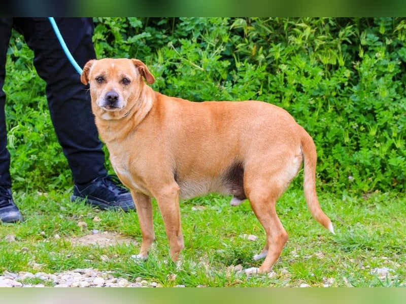 Dinis, Labrador-Mix, lieb und verträglich