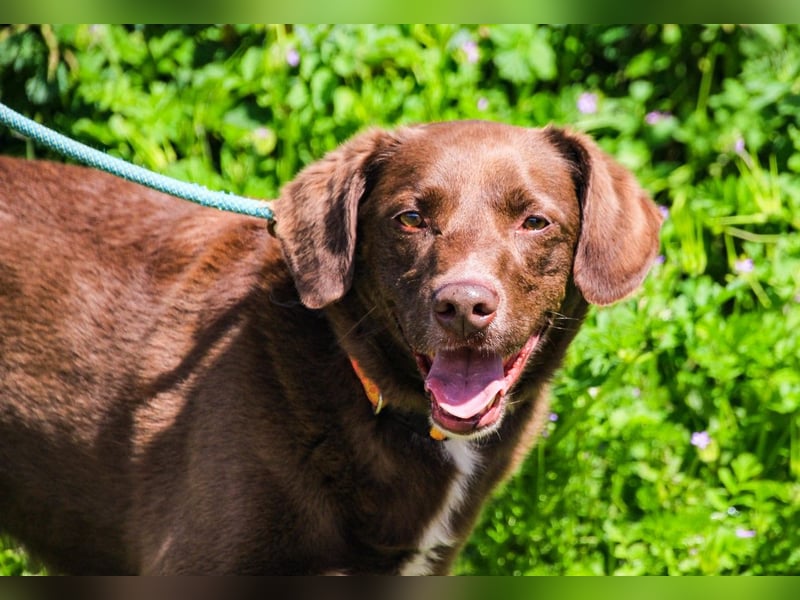 Gaspar, Labrador-Mix, lieb und verträglich