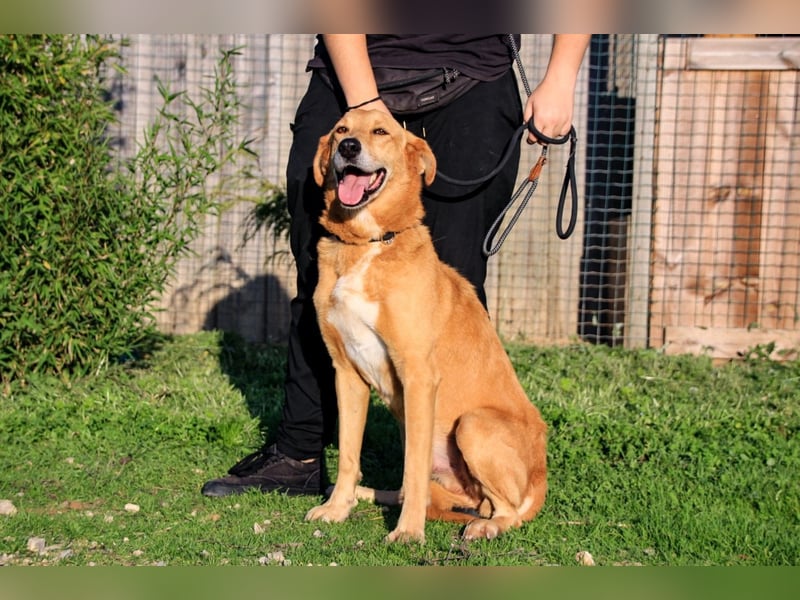 Mr John, Mix Labrador / Rafeiro Alentejano, lieb und verträglich