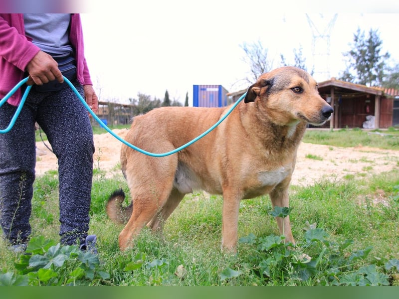 Kaleb, Mix Labrador / Rafeiro Alentejano, lieb und sozial