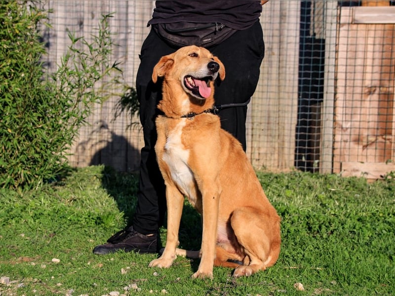Mr John, Mix Labrador / Rafeiro Alentejano, lieb und verträglich