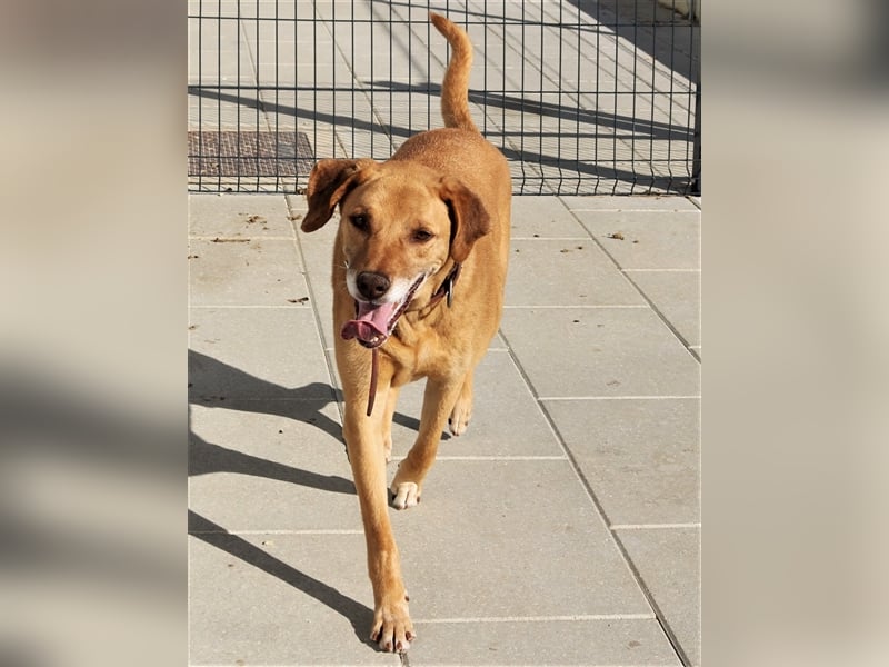 Ted, Mix Labrador-Mix, lieb und verträglich