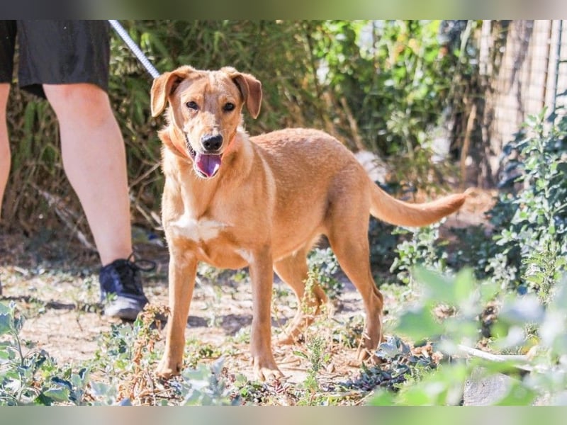 Badou, Mix Labrador / Schäferhund, lieb und sozial
