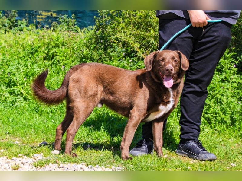 Gaspar, Labrador-Mix, lieb und verträglich